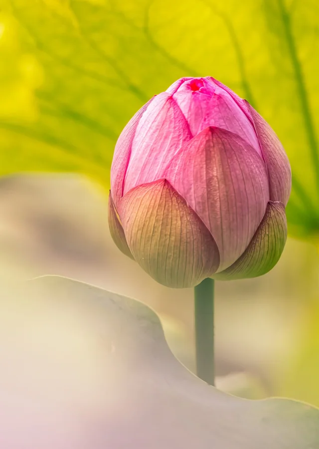 Fleur de Lotus en lumière