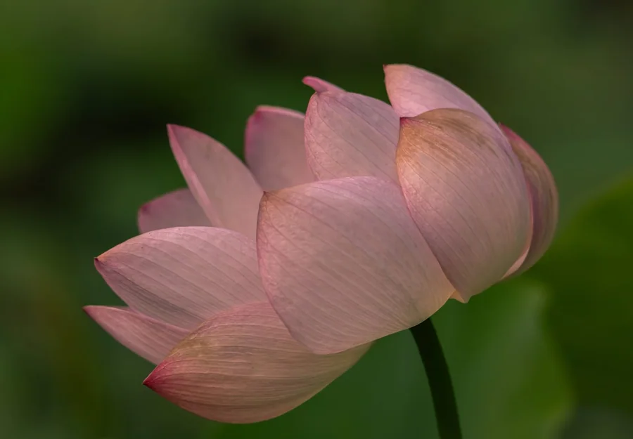 Fleur de Lotus en lumière