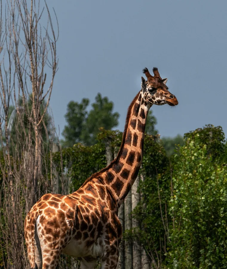 Girafe réticulée