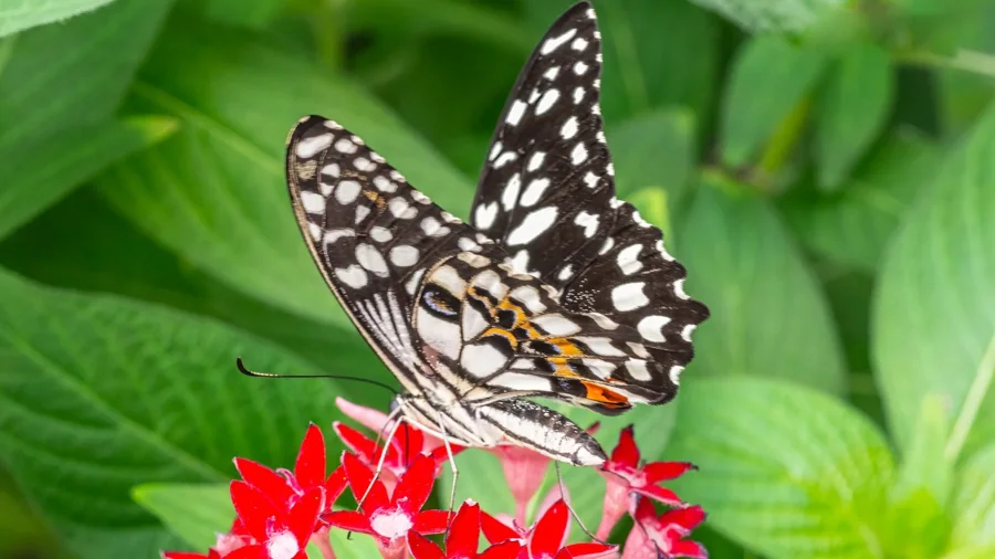 Papillon monarque