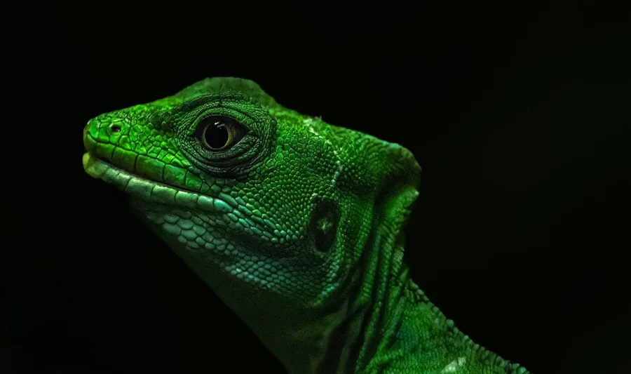 Basilic vert1