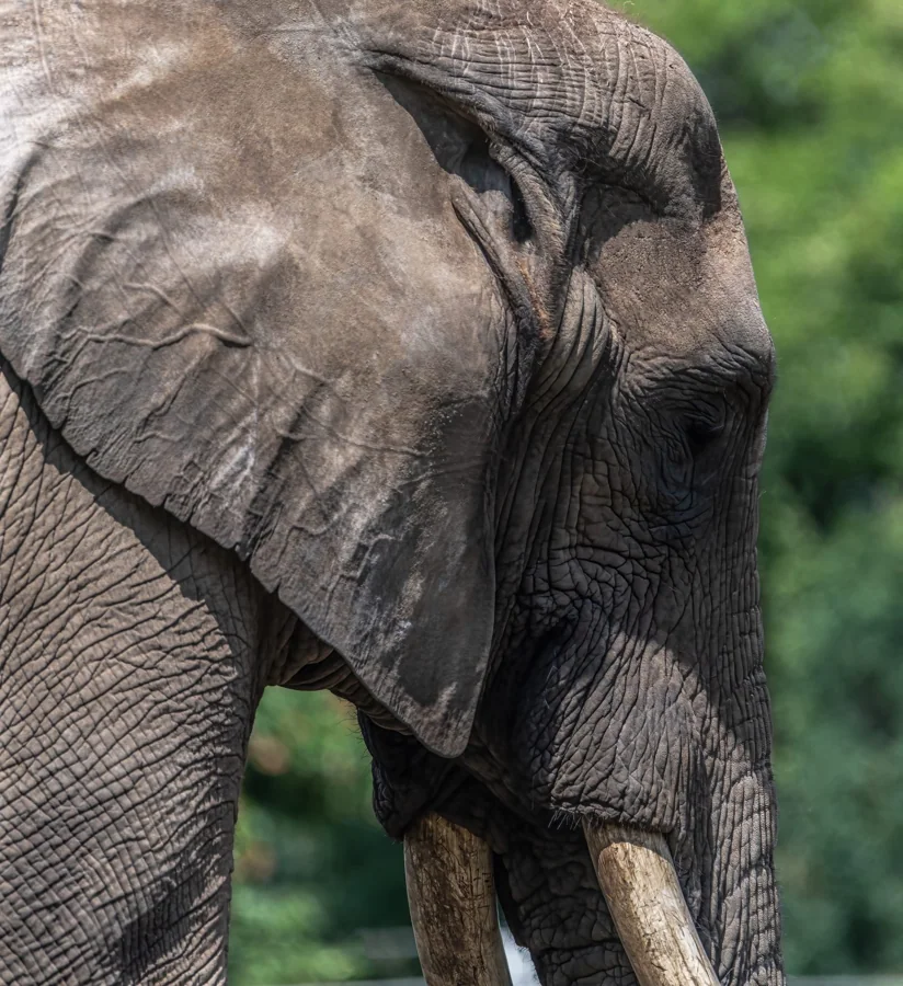 Éléphant d'Afrique