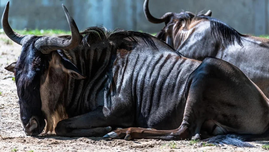 Gnou bleu de la savane