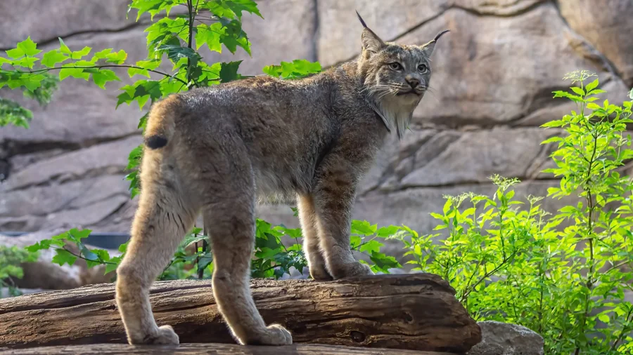 Lynx