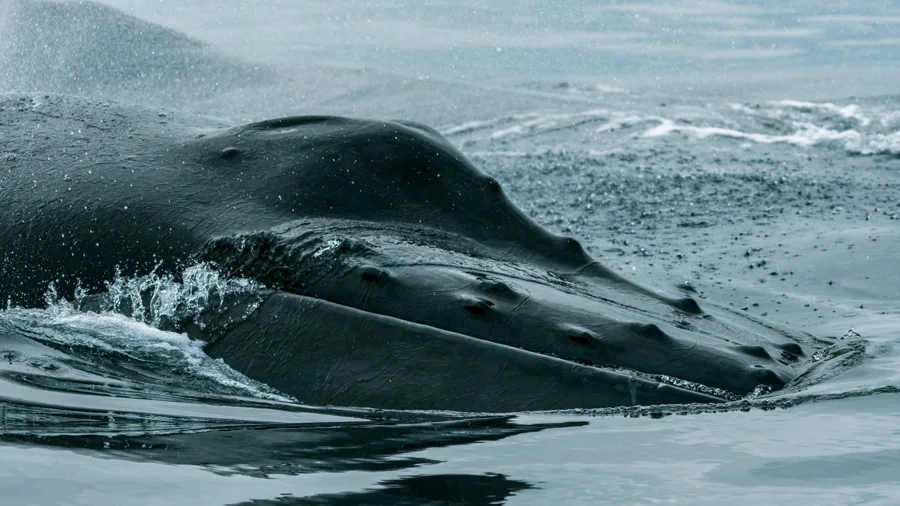 Baleine à bosse — Le souffle