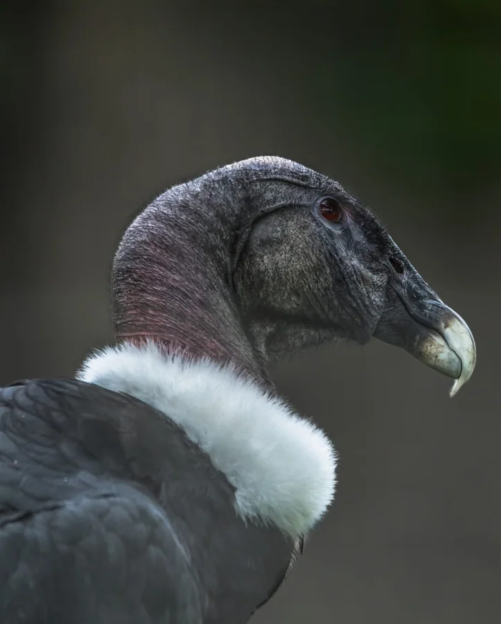 Grand Condor des Andes