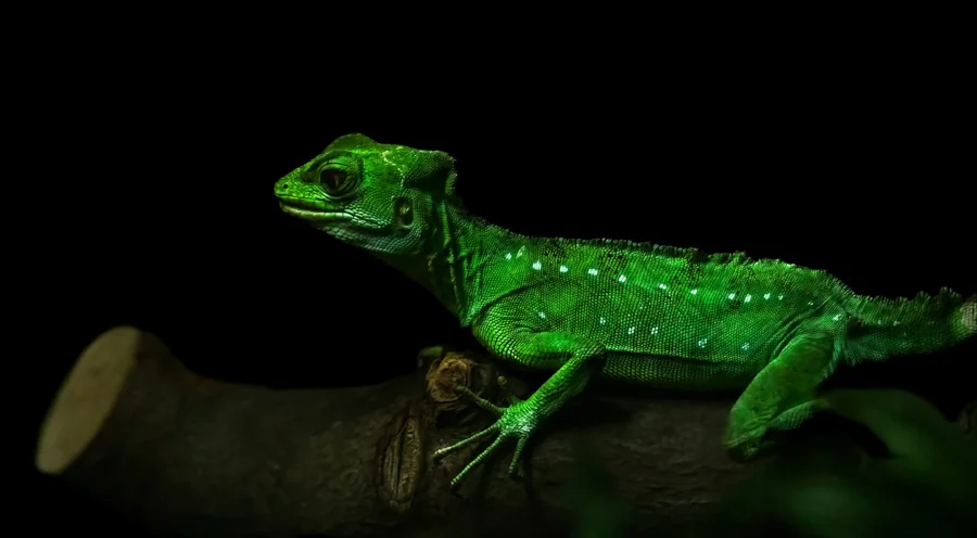 Basilic vert2