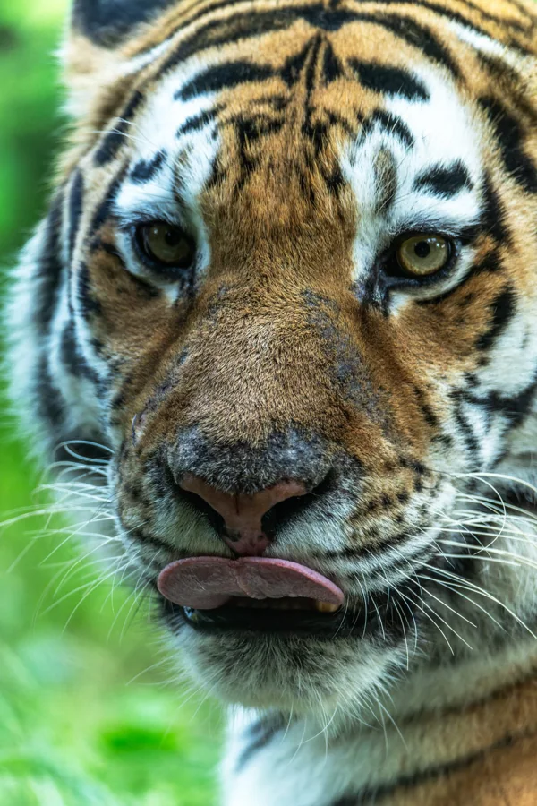 Tigre de Sibérie 3
