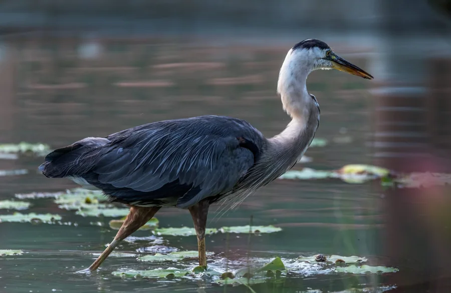 Grand heron