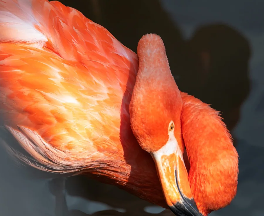 Flamant rose2