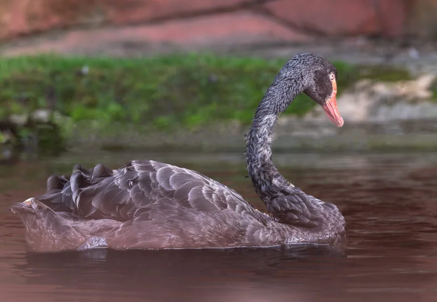 Cygne noir majestueux