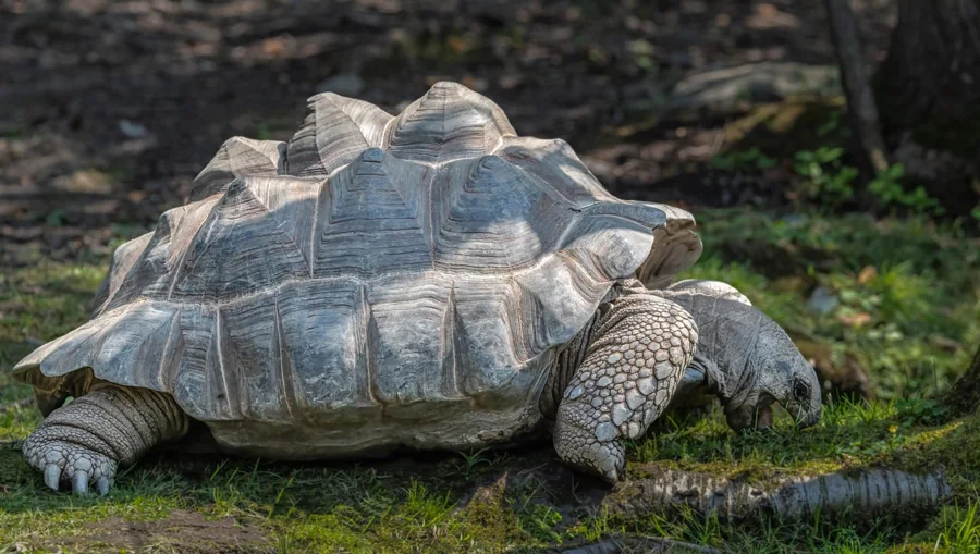 Tortue géante
