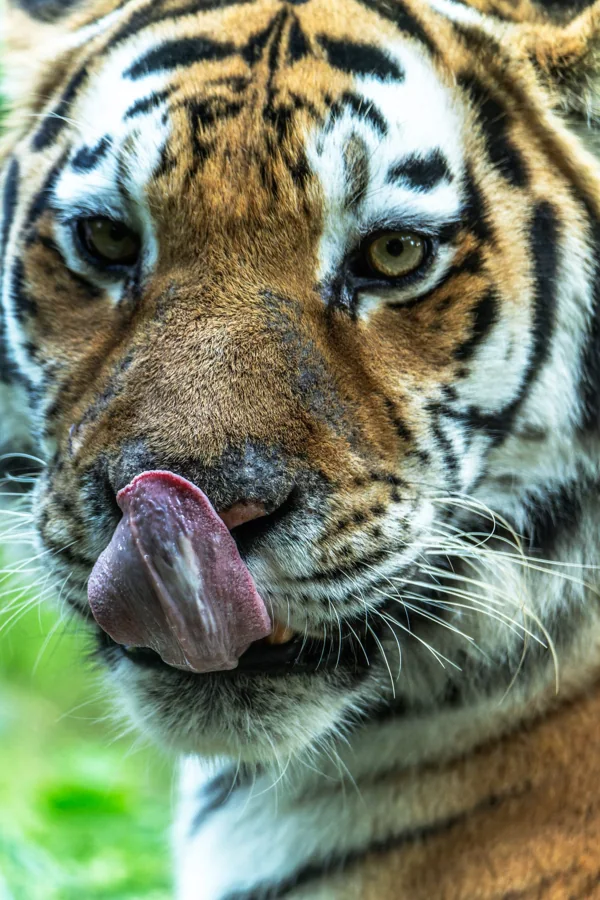 Tigre de Sibérie 2