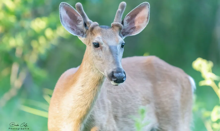 Cerf de Virginie