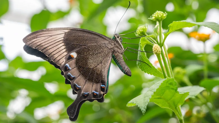 Papillon monarque