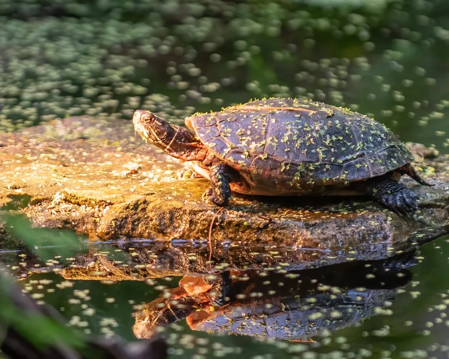 Tortue