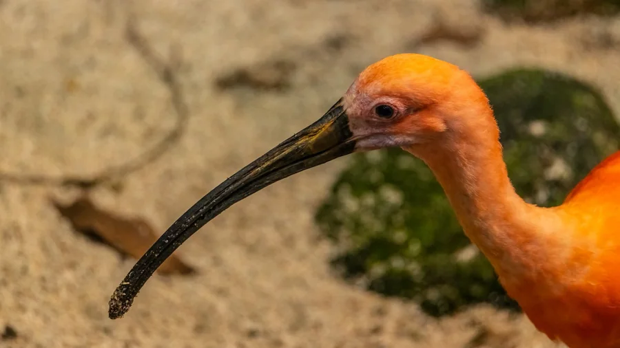 Ibis rouge