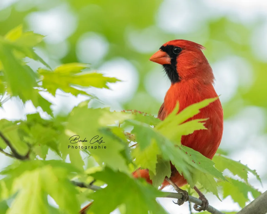 Cardinal rouge