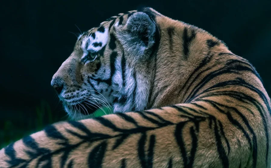 Tigre de Sibérie 1