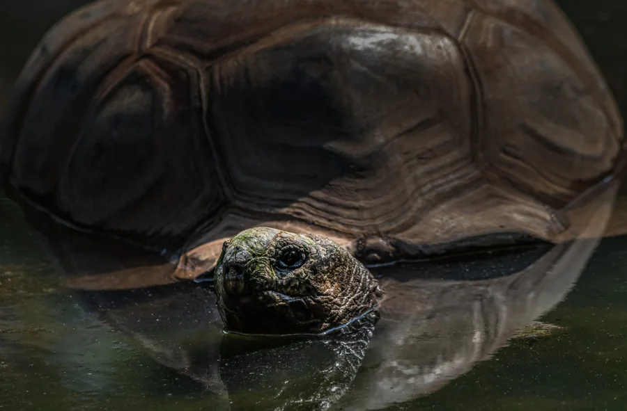 Tortue géante