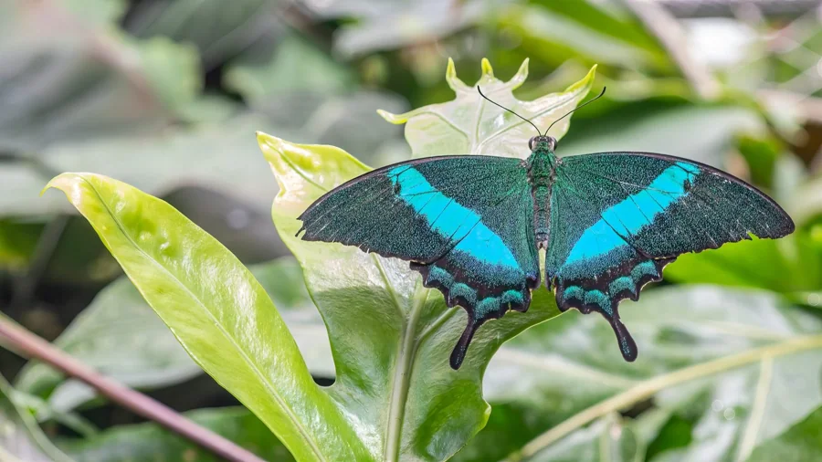 Papillon monarque