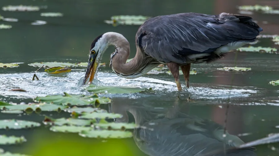 Grand heron