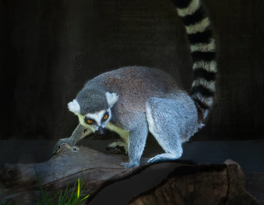 Maki Catta (Lémurien)