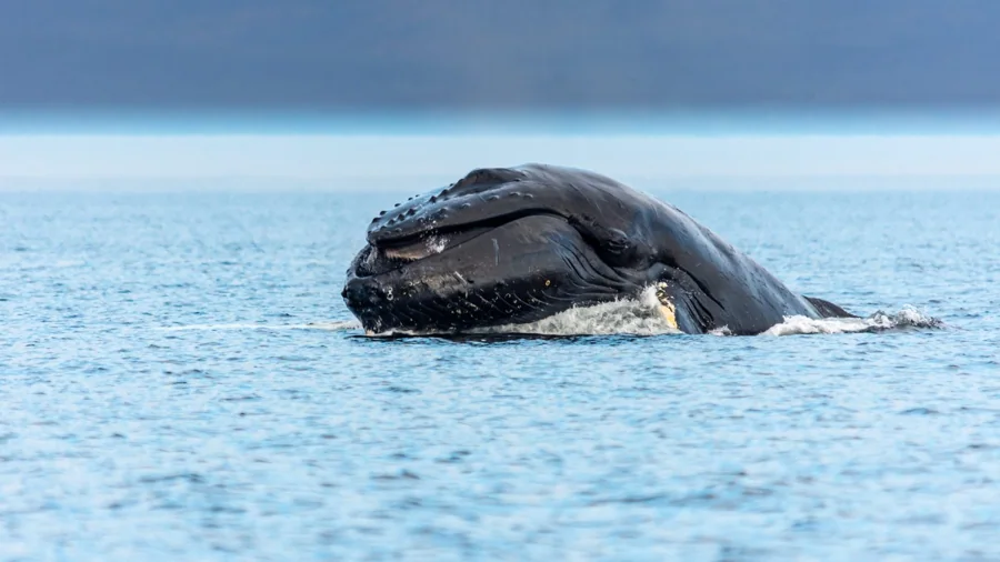 Baleine à bosse en plongée