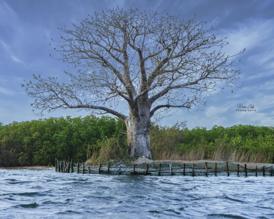 L’arbre et l’eau