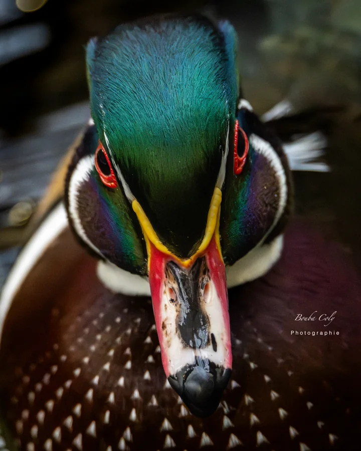 Face à face