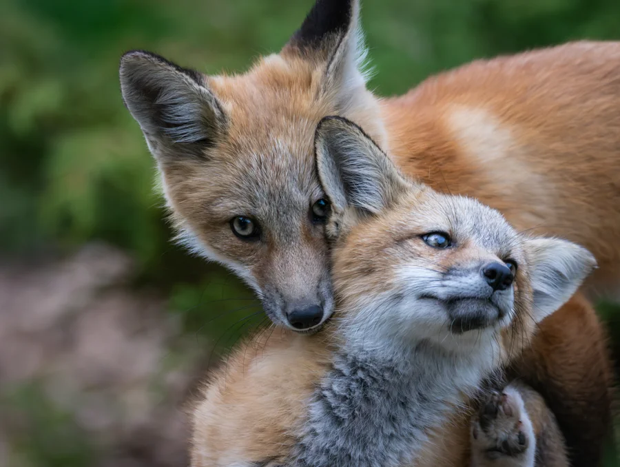 Tendresse