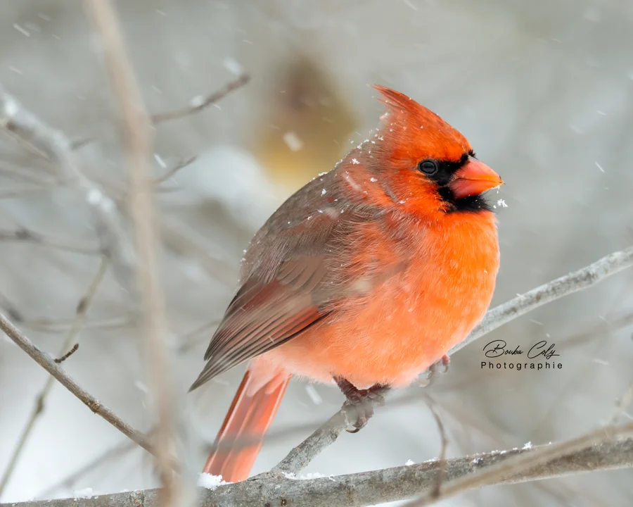 Dans la neige