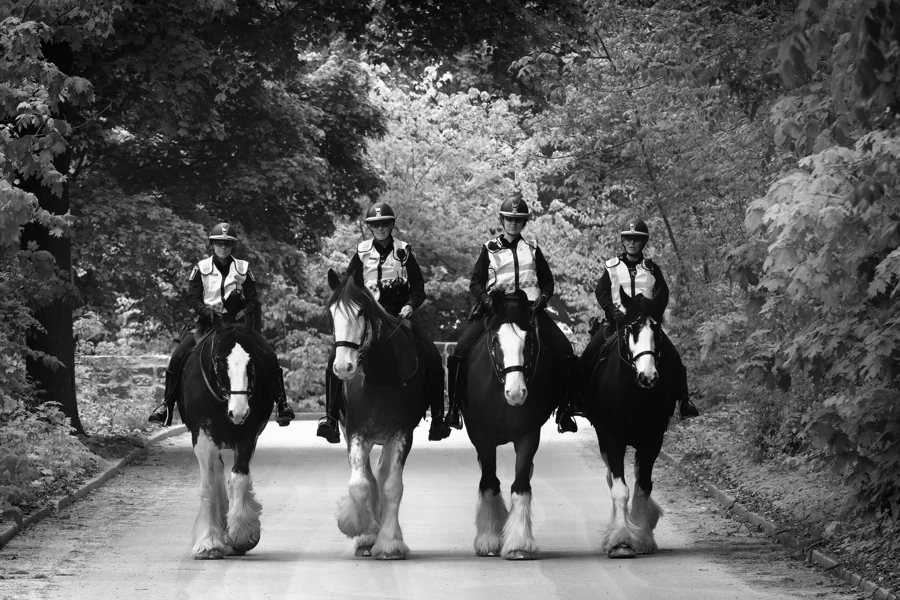 La cavalerie